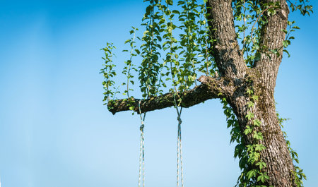 Children's swing on a tree on the plot of a country estateの写真素材