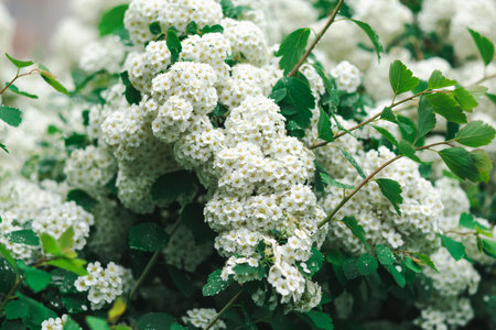 The shrub is covered with white flower buds in spring