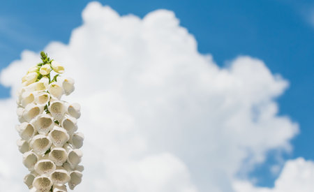 Flowers with blooming white petals in springの写真素材