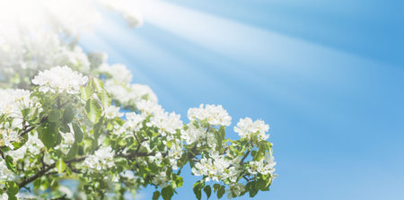 Flowering trees with white buds on a sunny spring day