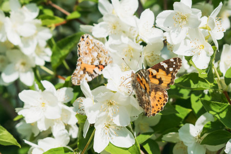 A butterfly sits on a spring white flowerの写真素材