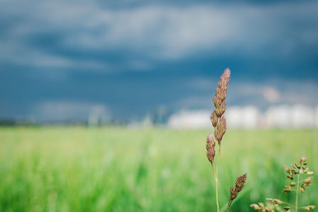 Green grass in a field against the background of a city under constructionの写真素材
