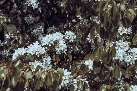 Flowering trees with white buds on a sunny spring dayの写真素材