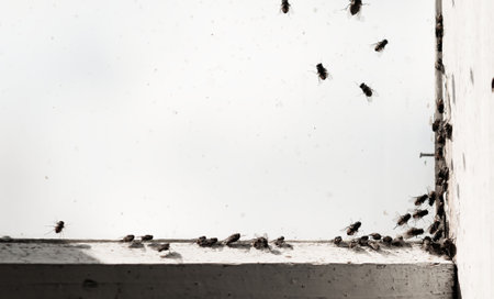 A large number of flies on an old window in a private houseの写真素材