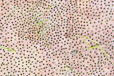 A metal rusty plate with holes lies on the grassの写真素材