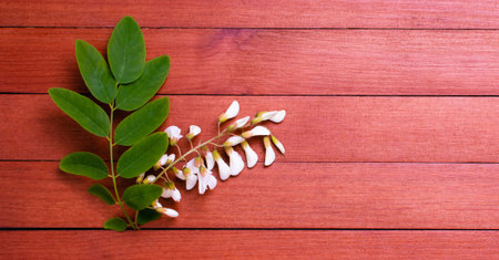 Acacia blossoms on a wooden textured backgroundの写真素材