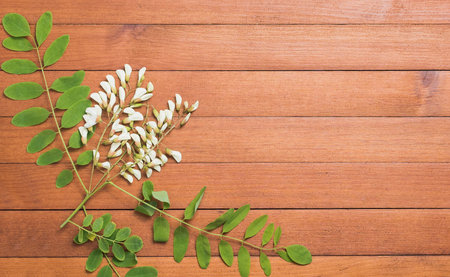 Acacia blossoms on a wooden textured backgroundの写真素材