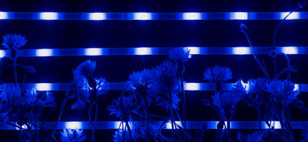 The LED strip with multicolored diodes is twisted into a spiral on a dark backgroundの写真素材