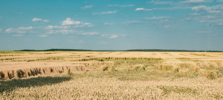 Wheat ears felled by bad weather in the fieldの写真素材