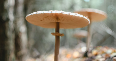 Mushrooms in the autumn forest on a sunny day