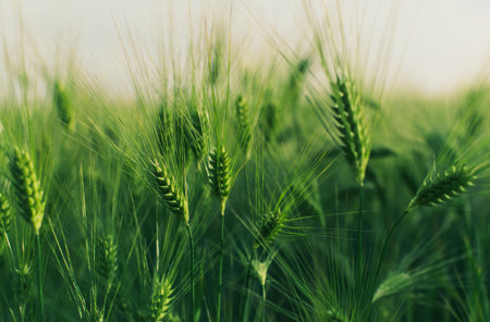 A large field outside the city with sprouted wheat in the evening soft lightの写真素材