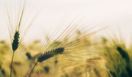 A large field outside the city with sprouted wheat in the evening soft lightの写真素材