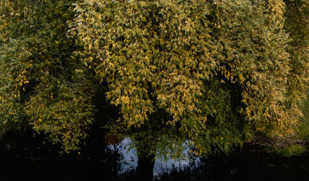 Yellow leaves on trees in autumn near the river
