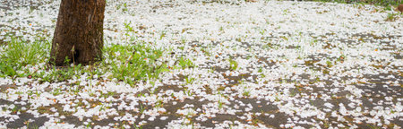 The earth and trees showered with petals in the city park