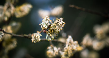 Blossoming willow branches in spring. Shallow depth of field.
