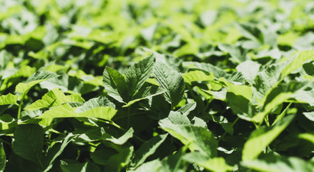 Textural image of a clearing with young green plantsの写真素材