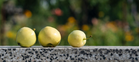 White apples on the table in the summer gardenの写真素材