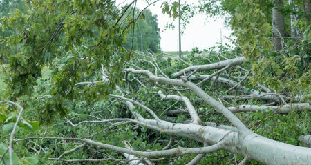 View of broken trees after a hurricane in the forestの写真素材