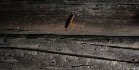 View of a slug crawling on the wall of an old log cabinの写真素材