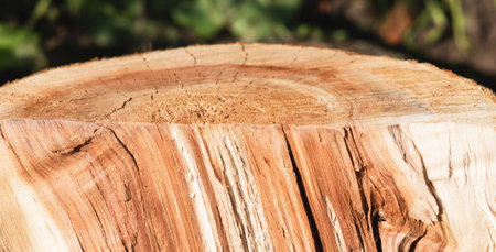 Image of the texture of a wooden canvas with layers of different colorsの写真素材