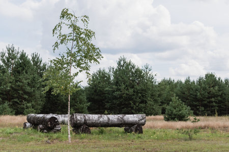 A resting place near the forest, seats made of logsの写真素材