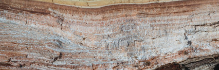 Image of the texture of a chopped wooden canvas with layers of different colors