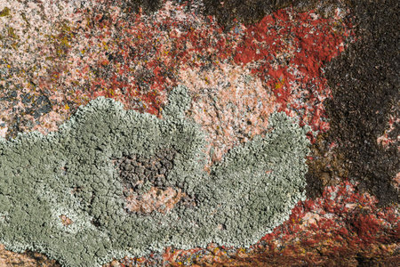 Textured image of an old stone covered with moss