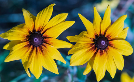 Close-up image of a garden flower with yellow leavesの写真素材