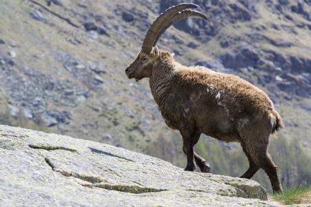 Alpine Ibexの写真素材