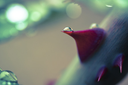 rose thorn with drop macro vintageの写真素材