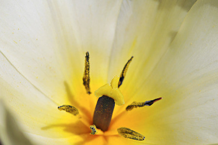 tulip macro abstractの写真素材