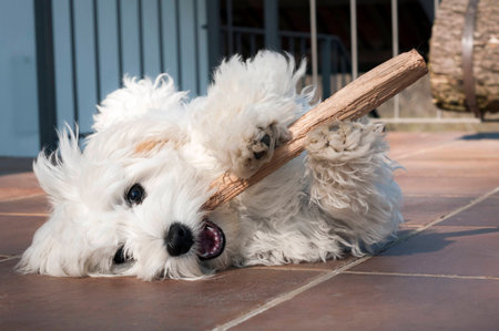 playful puppy