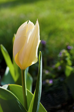 tulip blossomsの写真素材