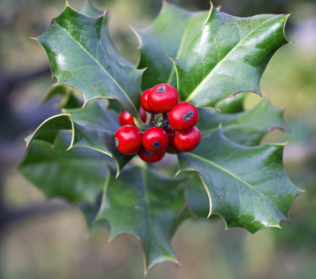 Holly branch with berriesの写真素材