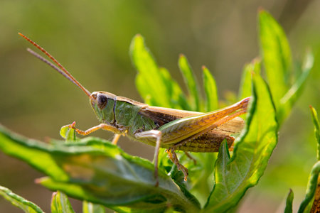 Locust  Chorthippus parallelus  on a leaf in back light  Macro photo