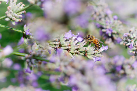 Bee on lavender flowers