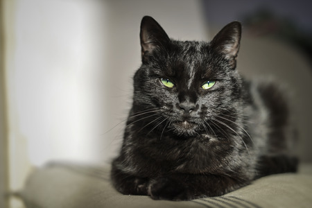 black cat with green eyesの写真素材