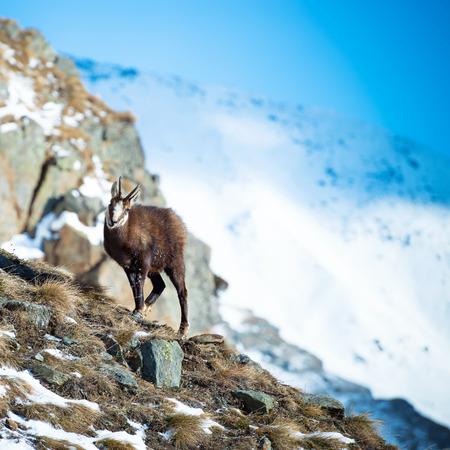 Alpine chamois in Gran Paradiso National Park, Italyの写真素材