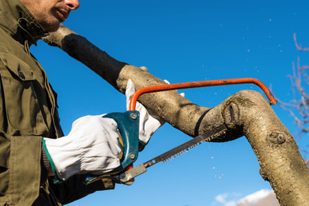 Man pruning peach-tree brunch with a saw