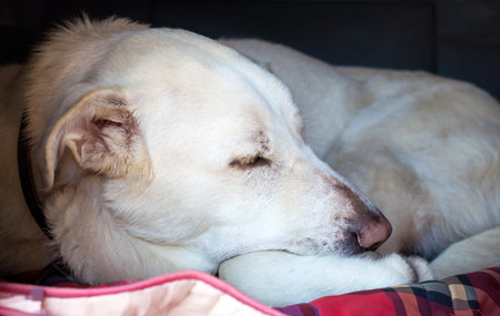 Spanish Mastiff sleeping in doghouse