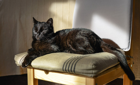 black cat lying on the chair in the sunの写真素材
