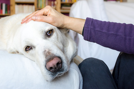 woman stroking a tender dog in her homeの写真素材