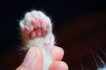 white kitten's paw in the hand of her ownerの写真素材