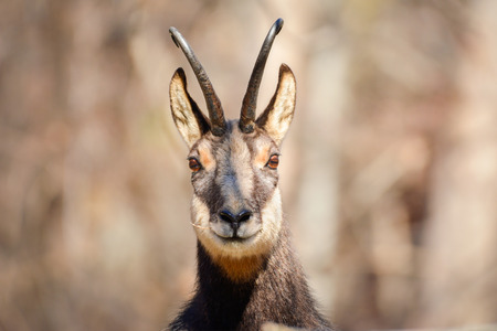 Alpine chamois snout. Gran Paradiso National Park, Italyの写真素材
