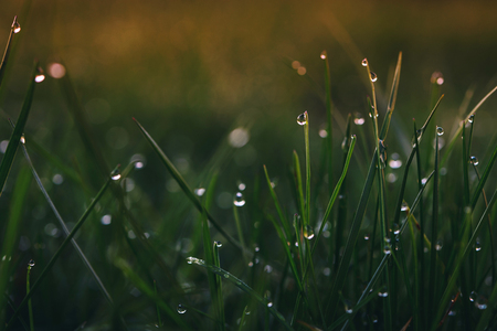 macro details of morning dew on a spring meadow at sunriseの写真素材