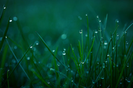 macro details of morning dew on a spring meadow