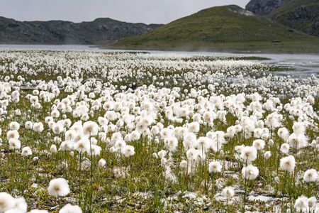 Eriophorum Scheuchzeri or cottongrass. Gran Paradiso National Park, italian Alps. Italyの写真素材