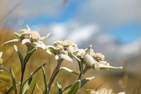 Edelweiss flowers close-up: Stella Alpina, photo of a rare mountain flower taken in Gran Paradiso National Park, italian alps. Italy.  focus on foregroundの写真素材