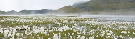 Mountains landscape with Eriophorum Scheuchzeri flower or cottongrass. Gran Paradiso National Park, italian Alps. Italyの写真素材