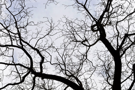 Naked branches of a tree silhouette in winter